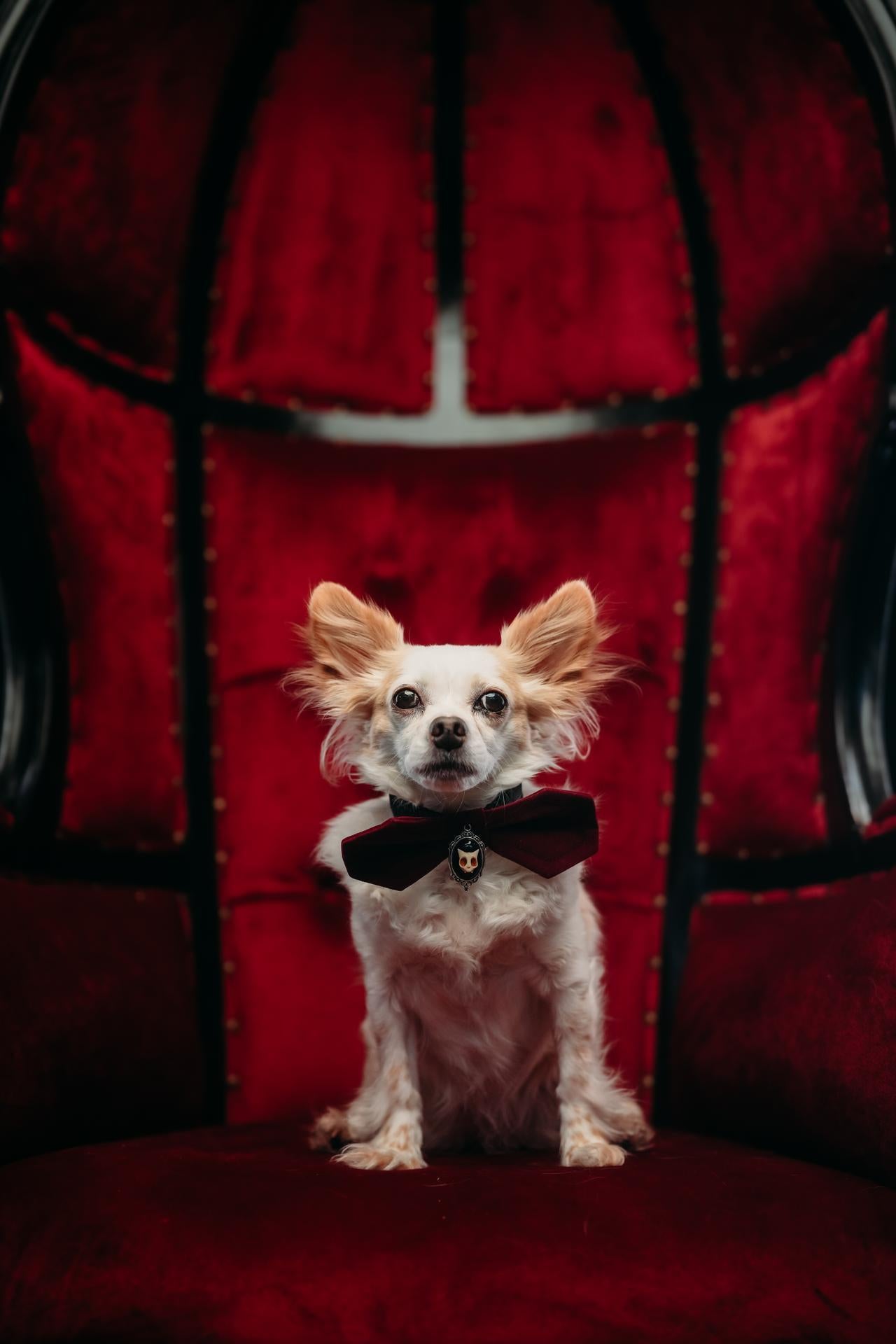 Haunted Herman Collar