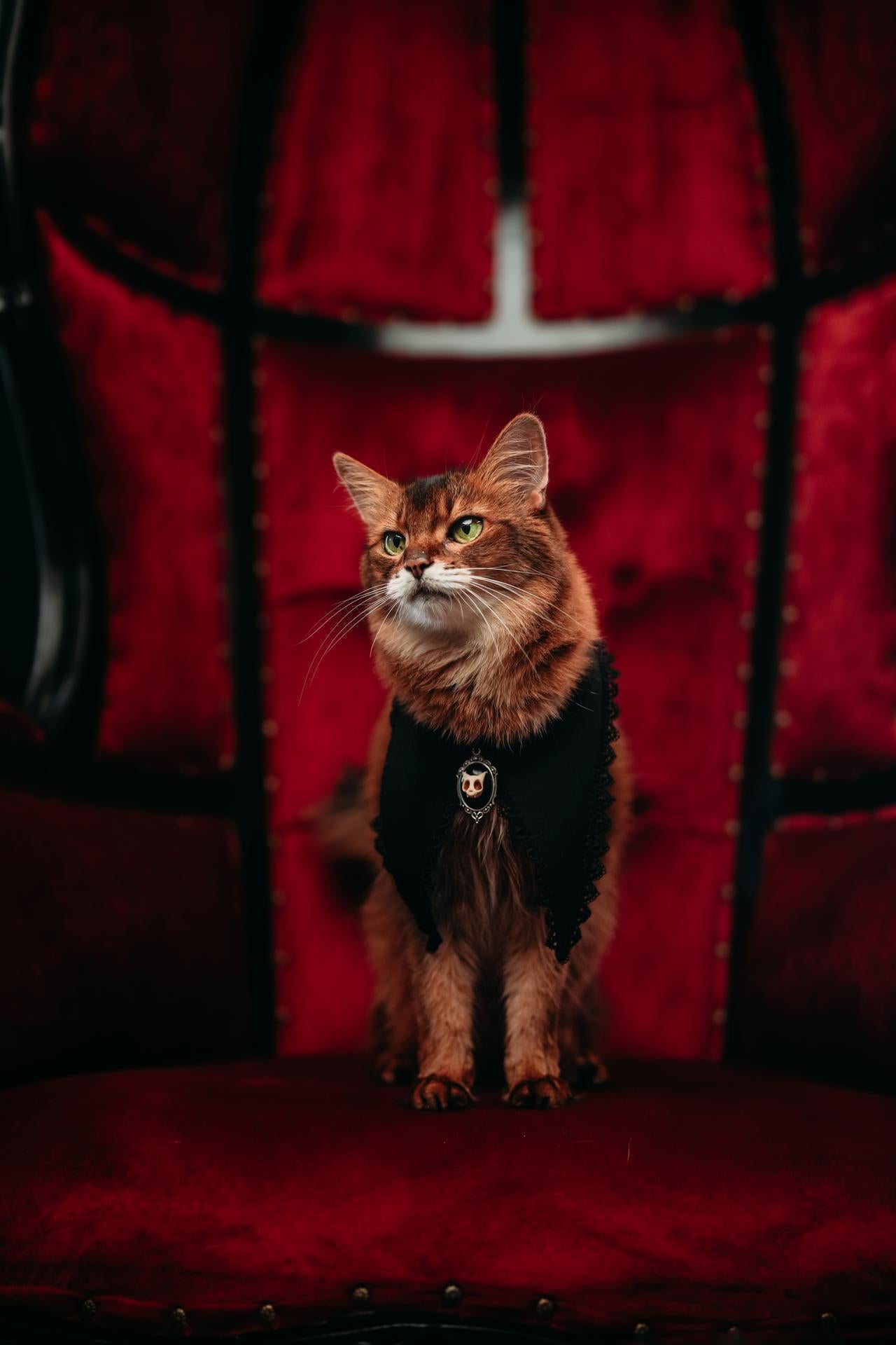 Wednesday’s Widow Collar
