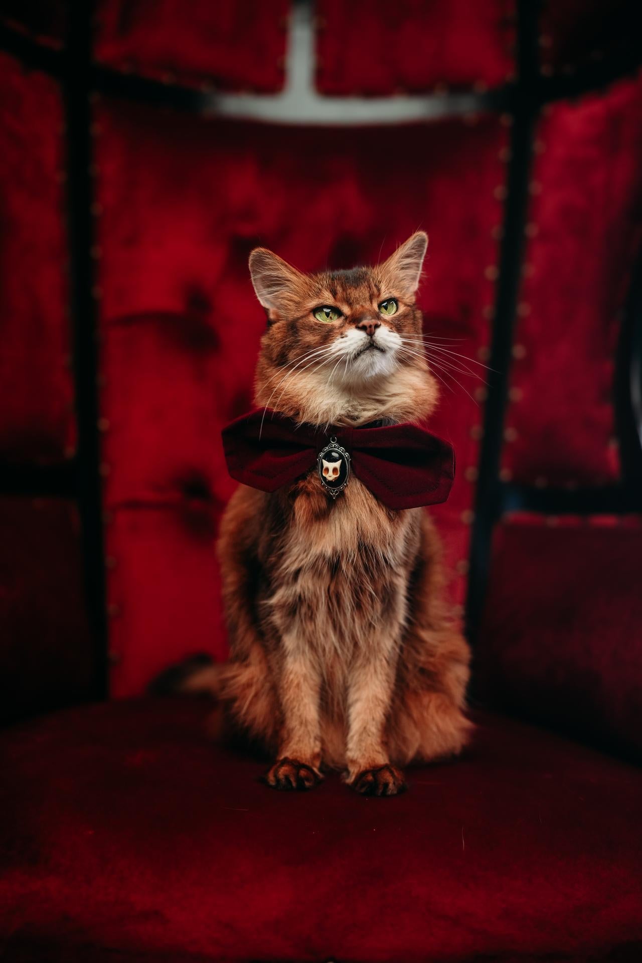 Haunted Herman Collar