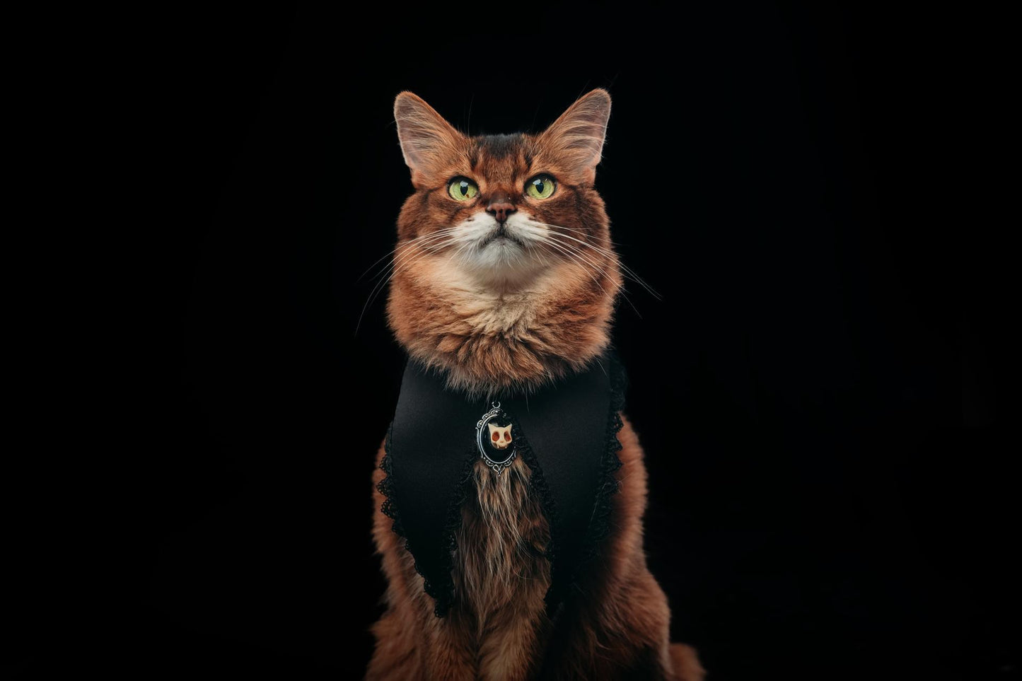 Wednesday’s Widow Collar