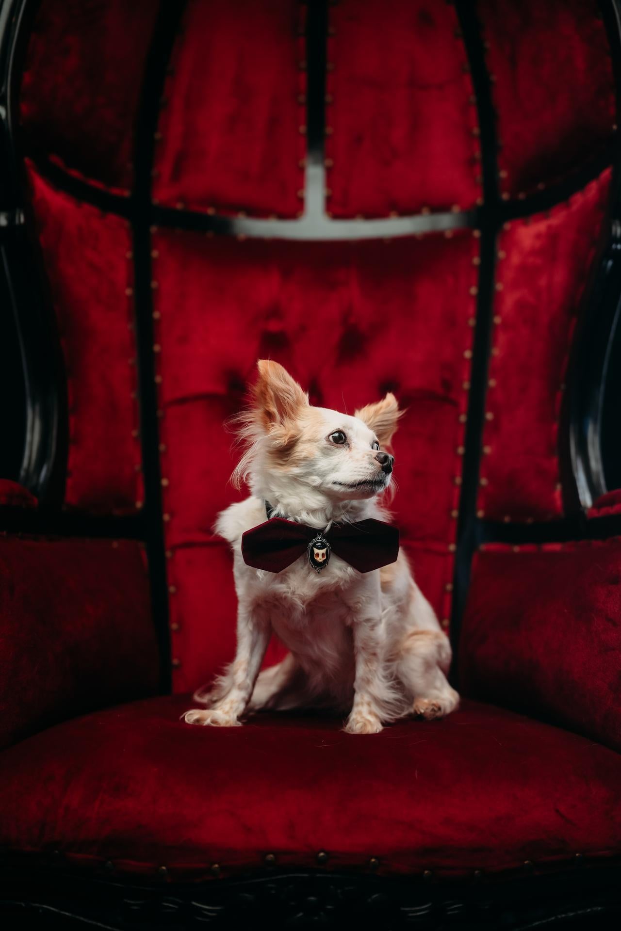 Haunted Herman Collar