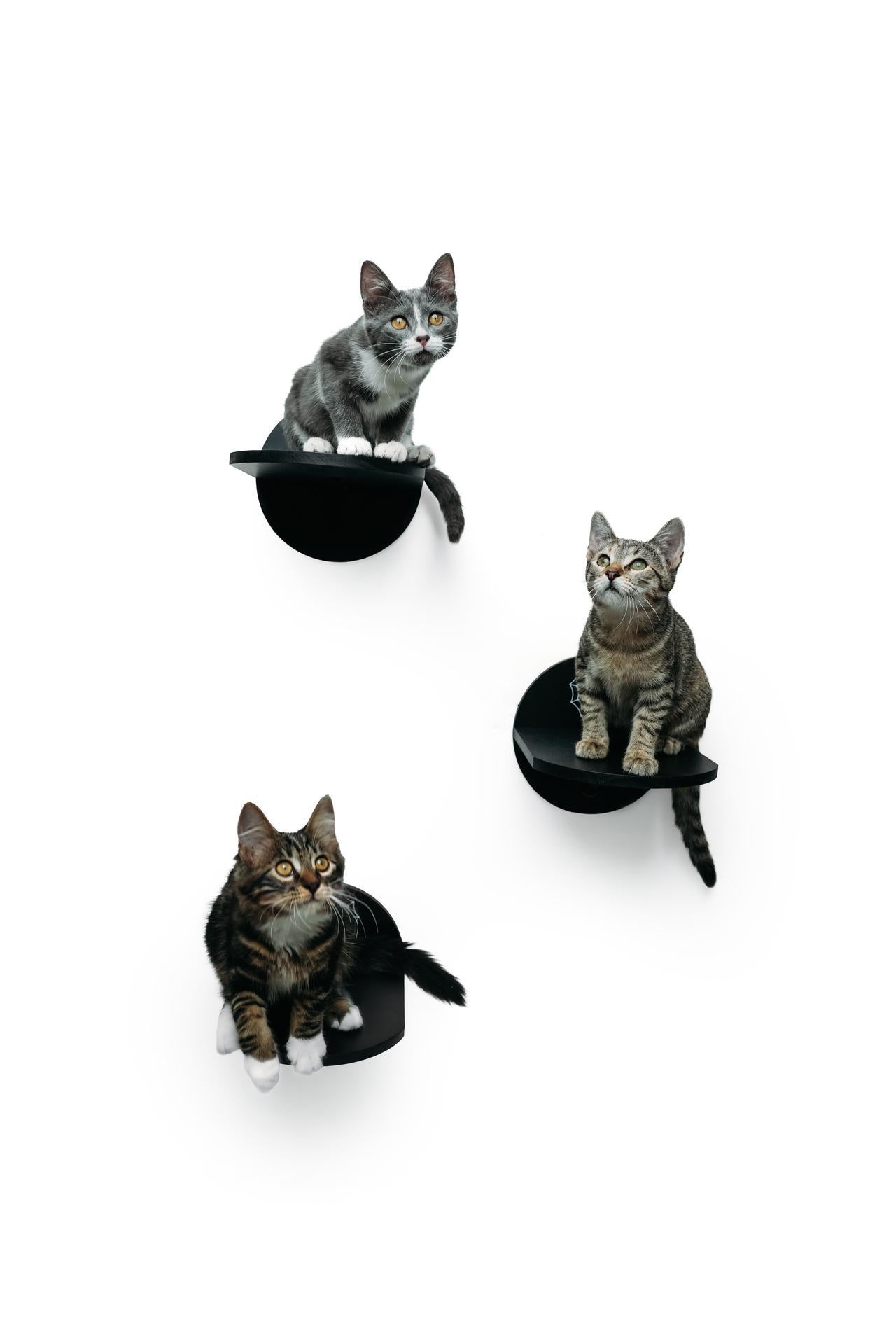 The Haus of Usher Cat Wall™