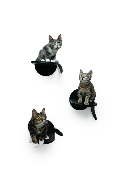 The Haus of Usher Cat Wall™