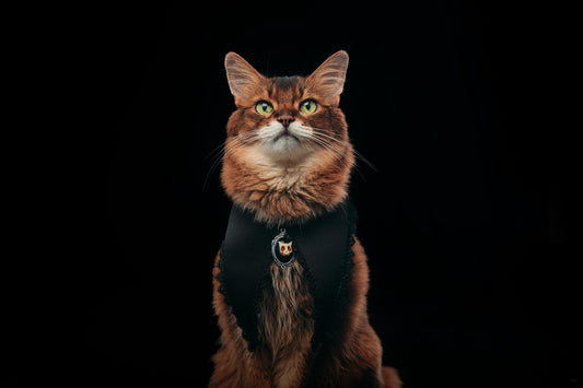 Wednesday’s Widow Collar