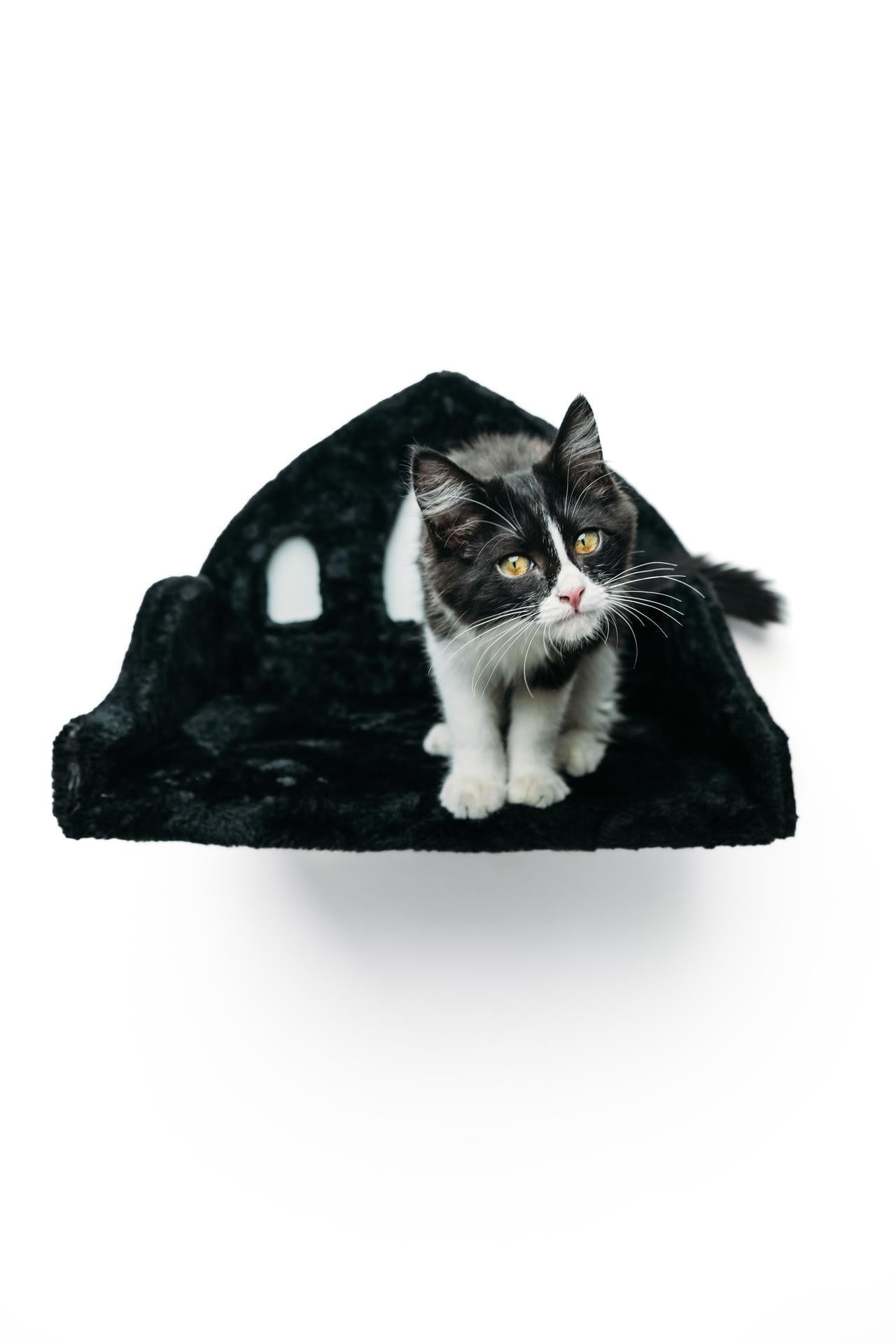 The Haus of Usher Cat Wall™