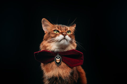 Haunted Herman Collar